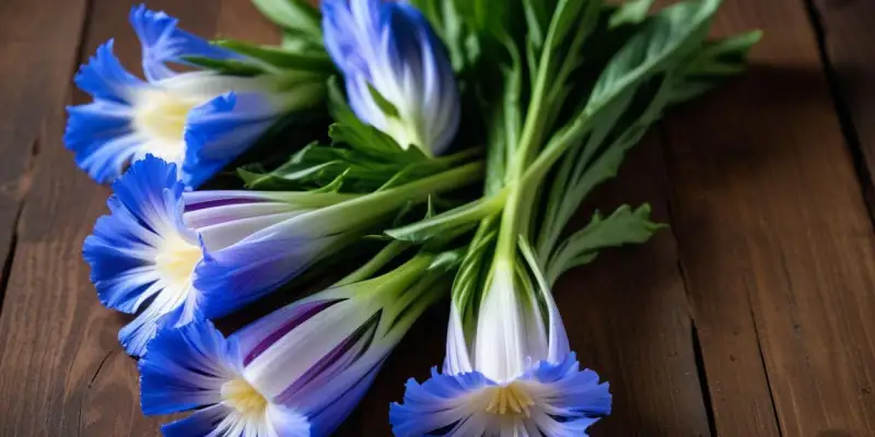 Endive